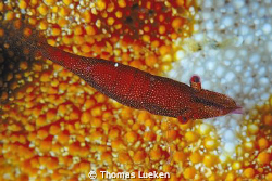 found in Lembeh; d200 by Thomas Lueken 